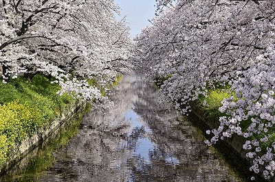 岩倉市　あらまし　岩倉五条川　イメージ