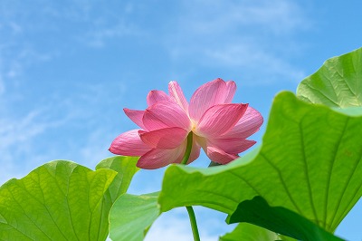外壁塗装 愛西市 蓮の花 イメージ