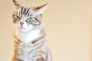 塗装工事困ったお客様 1日中、ずっと職人の背後にいる イメージ