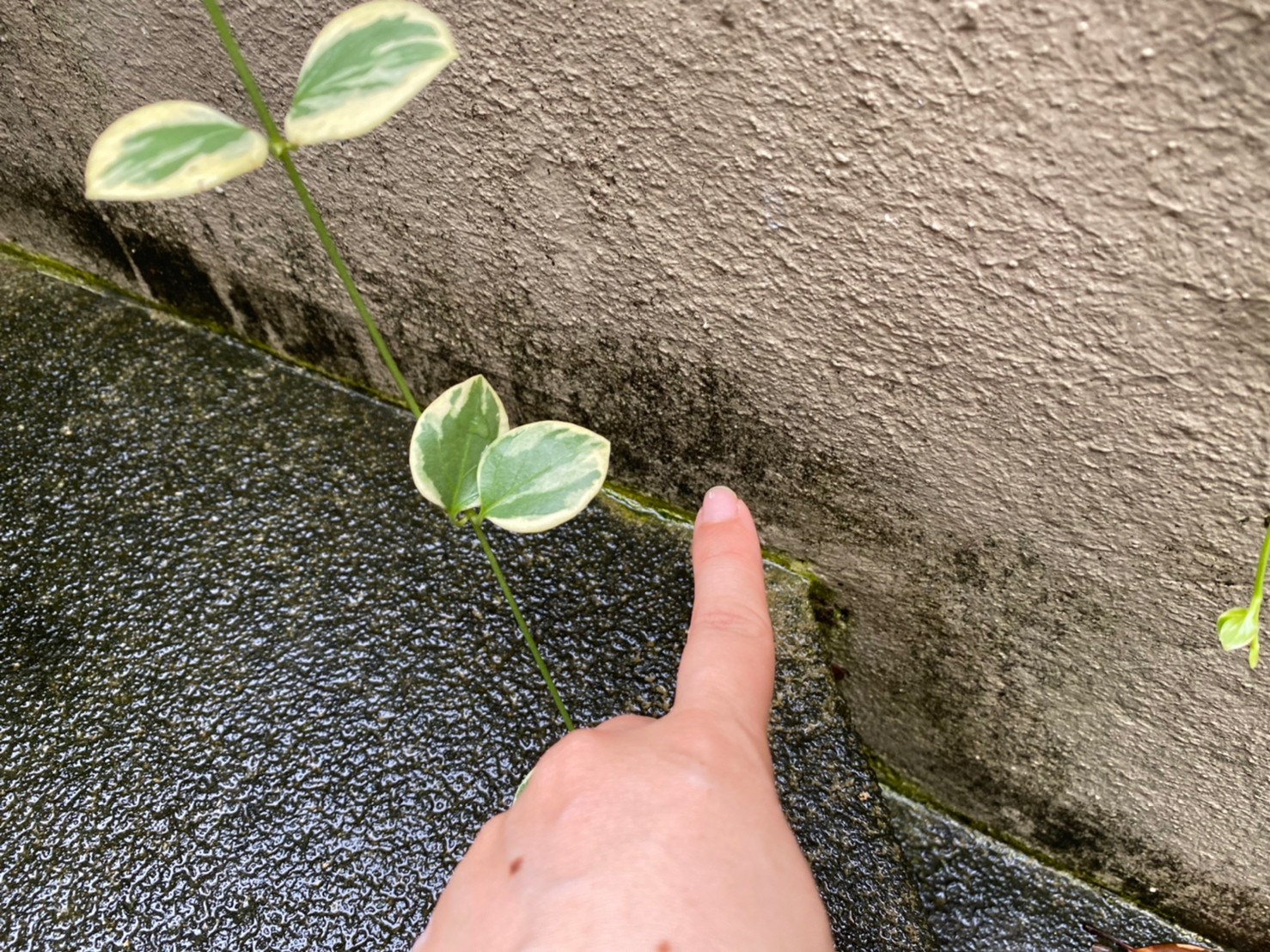 名古屋市北区　住宅擁壁　汚れ・塗装剥がれ　イメージ