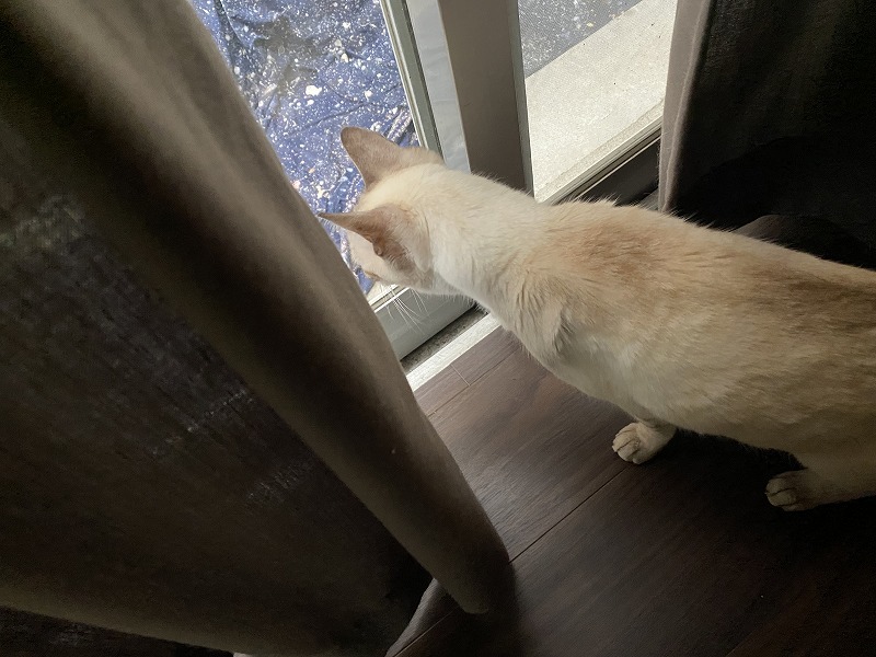 名古屋市北区　外壁塗装　猫＝のぶ　イメージ