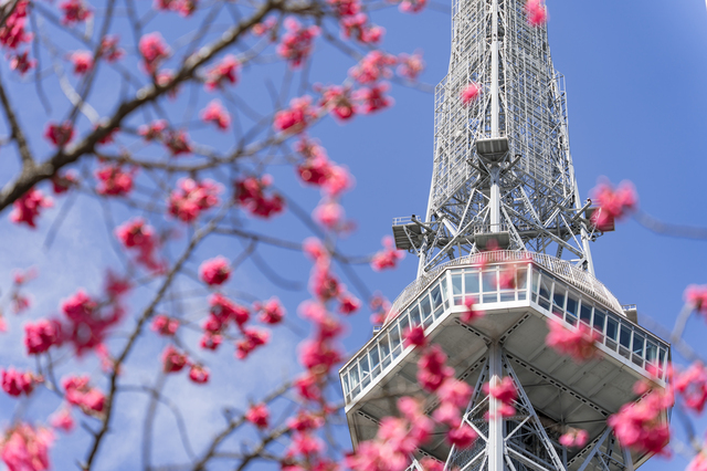 名古屋市内　3月の気候　平均値　　外壁塗装　寒緋桜　イメージ