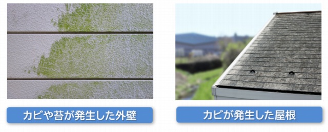 バイオ洗浄　外壁、屋根　カビコケ　イメージ