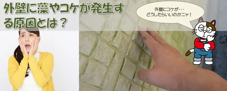 外壁に藻やコケが発生する原因とは？　