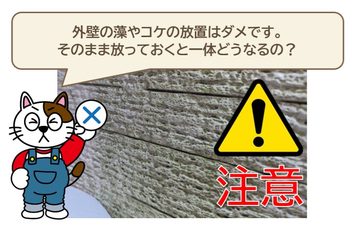 外壁の藻やコケの放置はダメです。　そのまま放っておくと一体どうなるの？　イメージ