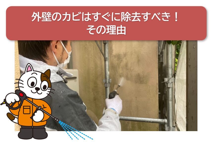 外壁のカビはすぐに除去すべき！その理由　イメージ