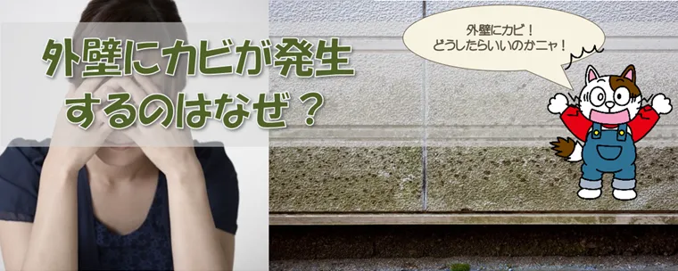 外壁にカビが発生するのはなぜ？カビの生えない外壁にするにはどうすればいいのか？