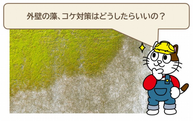 外壁の藻、コケ対策とは？　イメージ