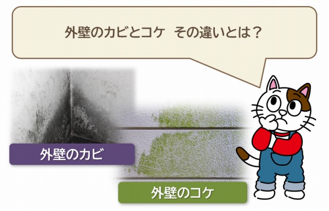 外壁のカビとコケ　その違いとは？　イメージ