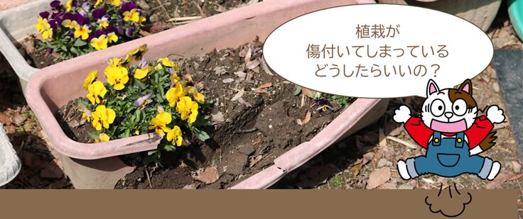 外壁塗装トラブル　足場材で我が家の大切な植栽が傷付いてしまっているけど、どうすればよいでしょうか　イメージ